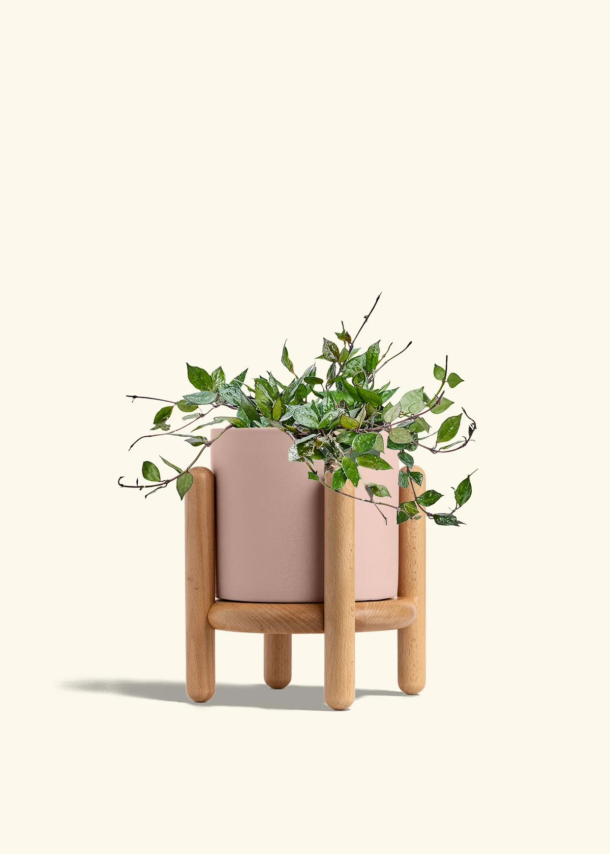 Hoya 'Black' - Image 62