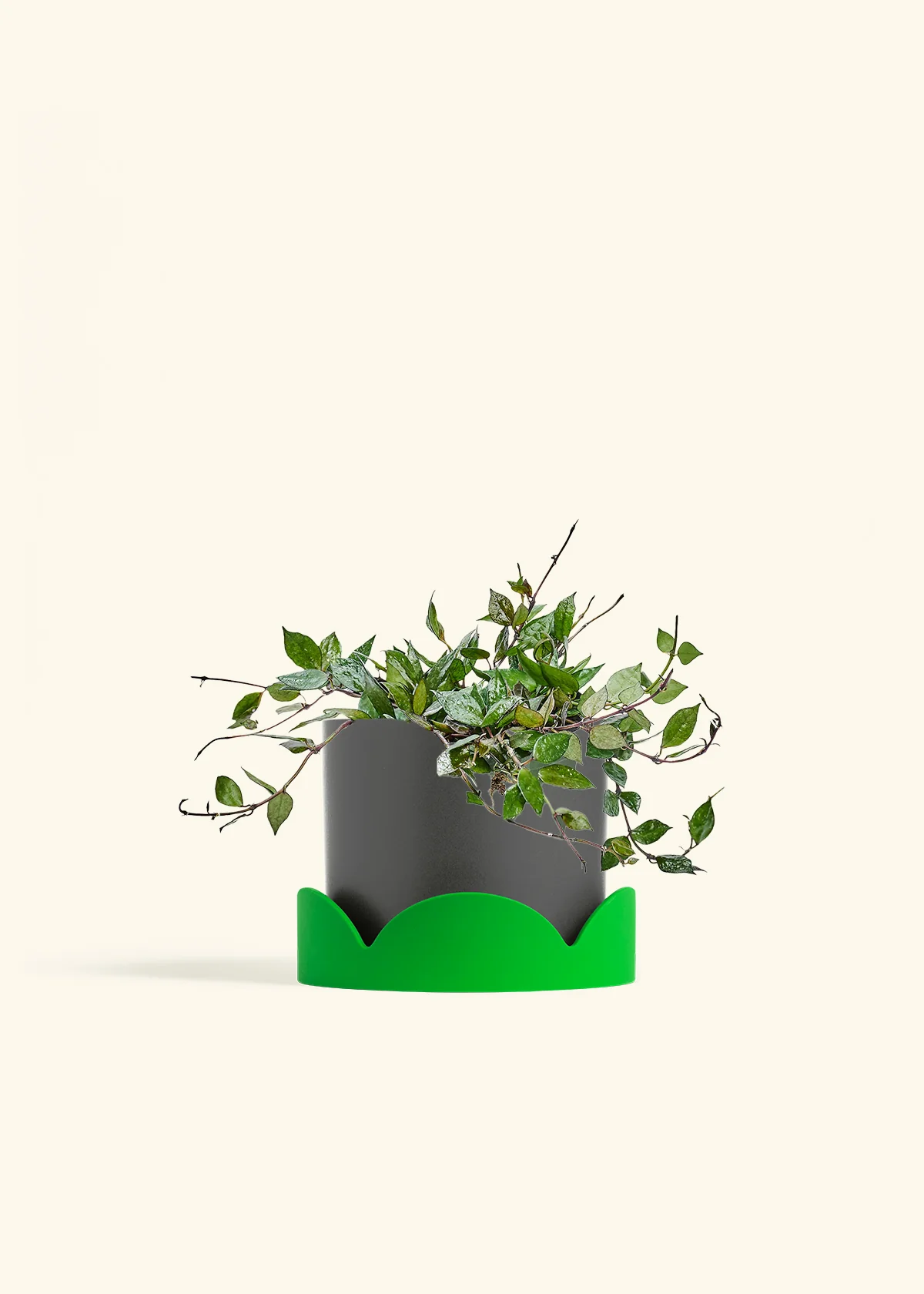 Hoya 'Black' - Image 63