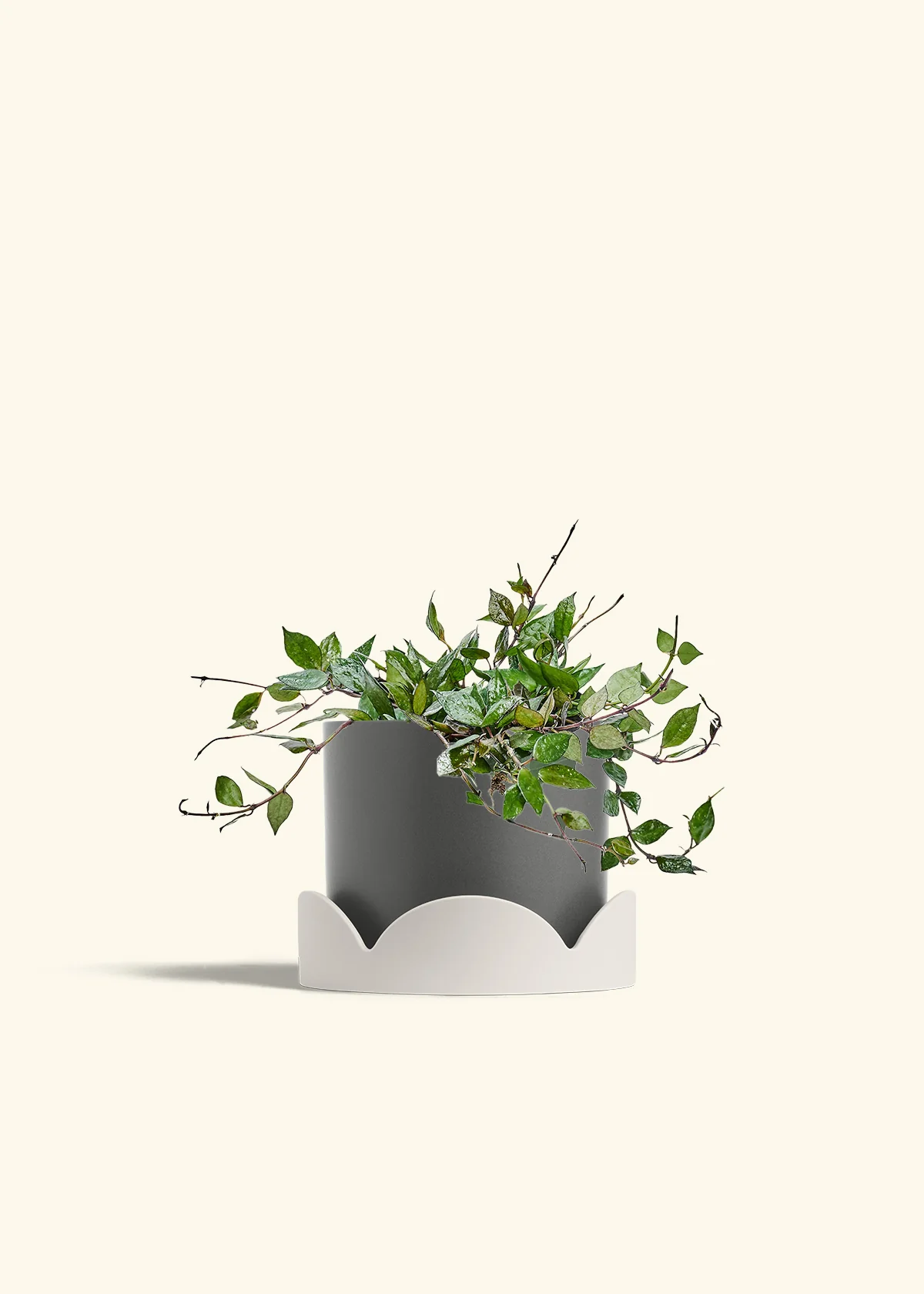 Hoya 'Black' - Image 64
