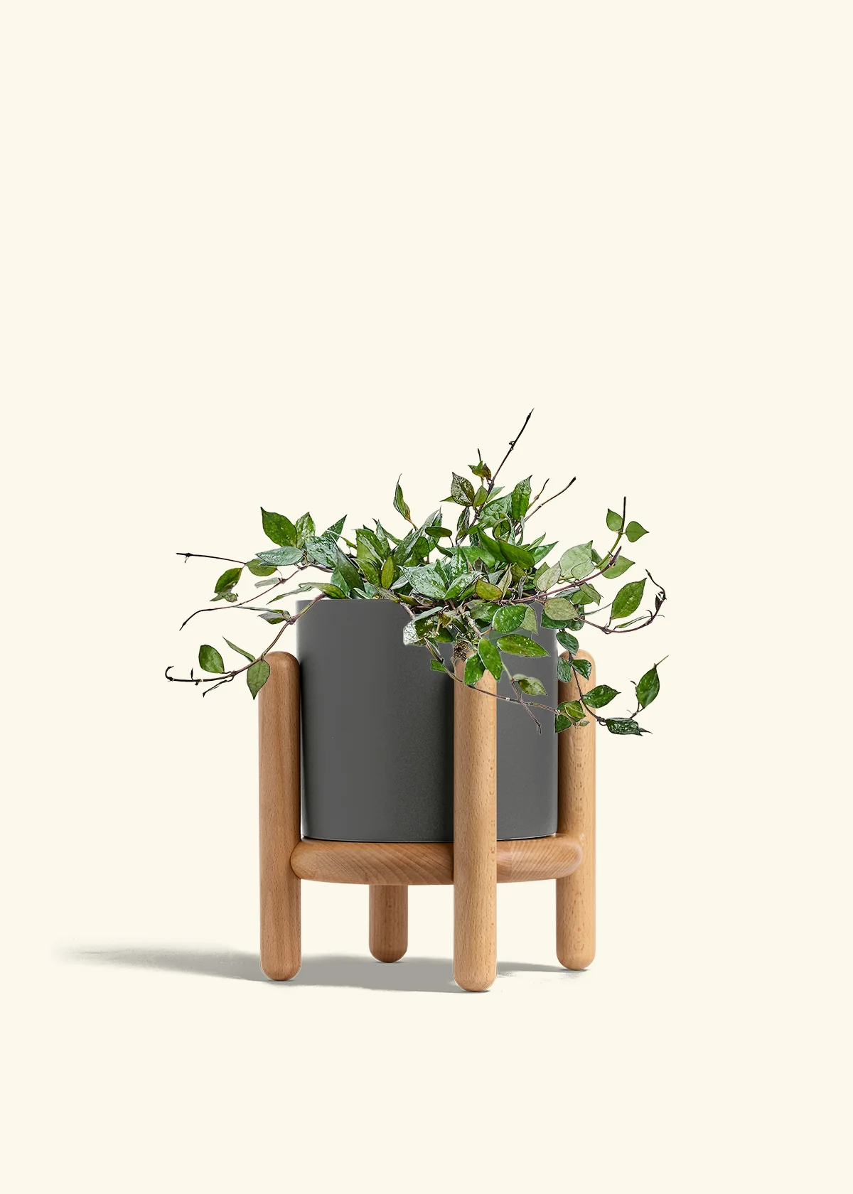 Hoya 'Black' - Image 65