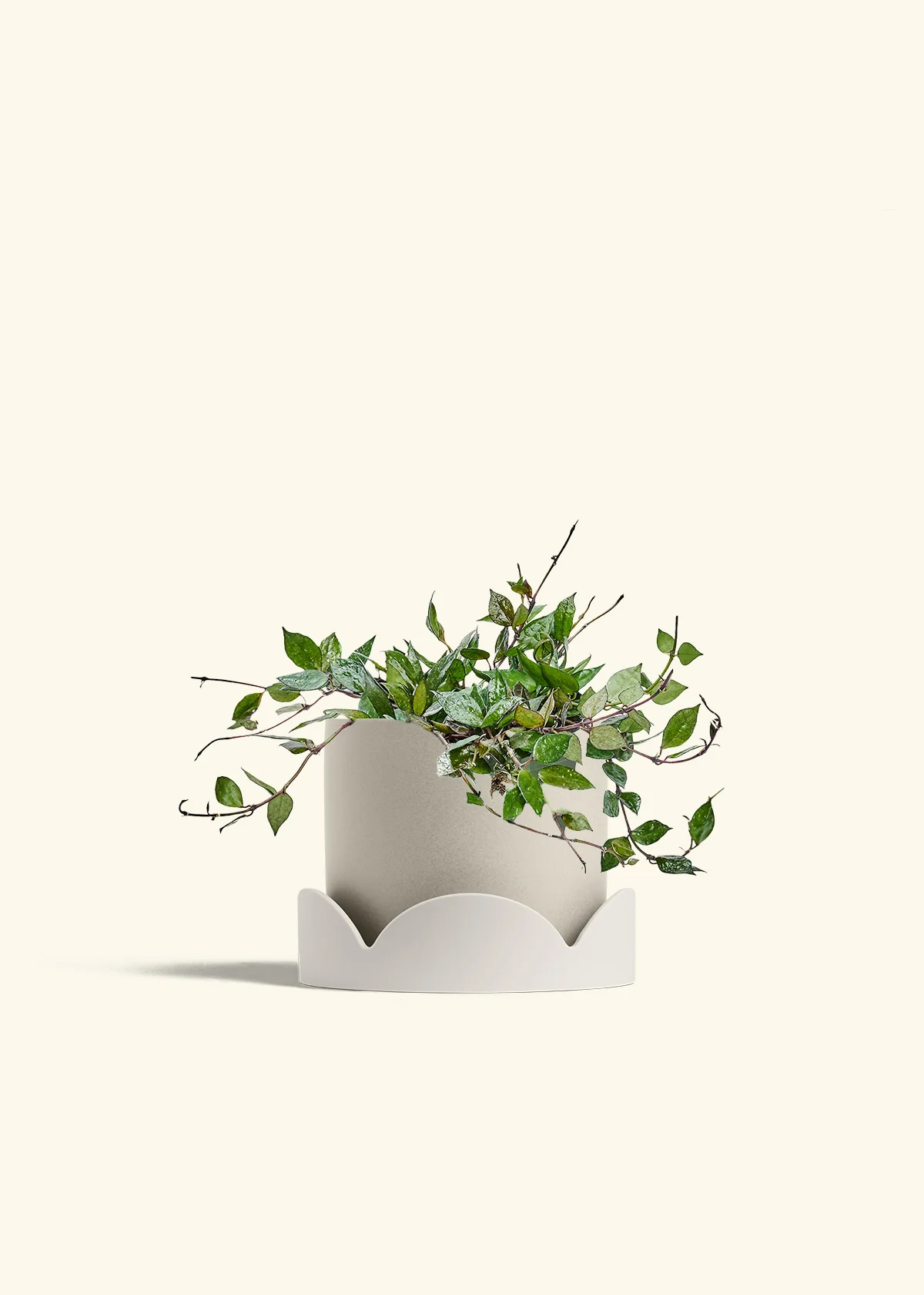Hoya 'Black' - Image 67