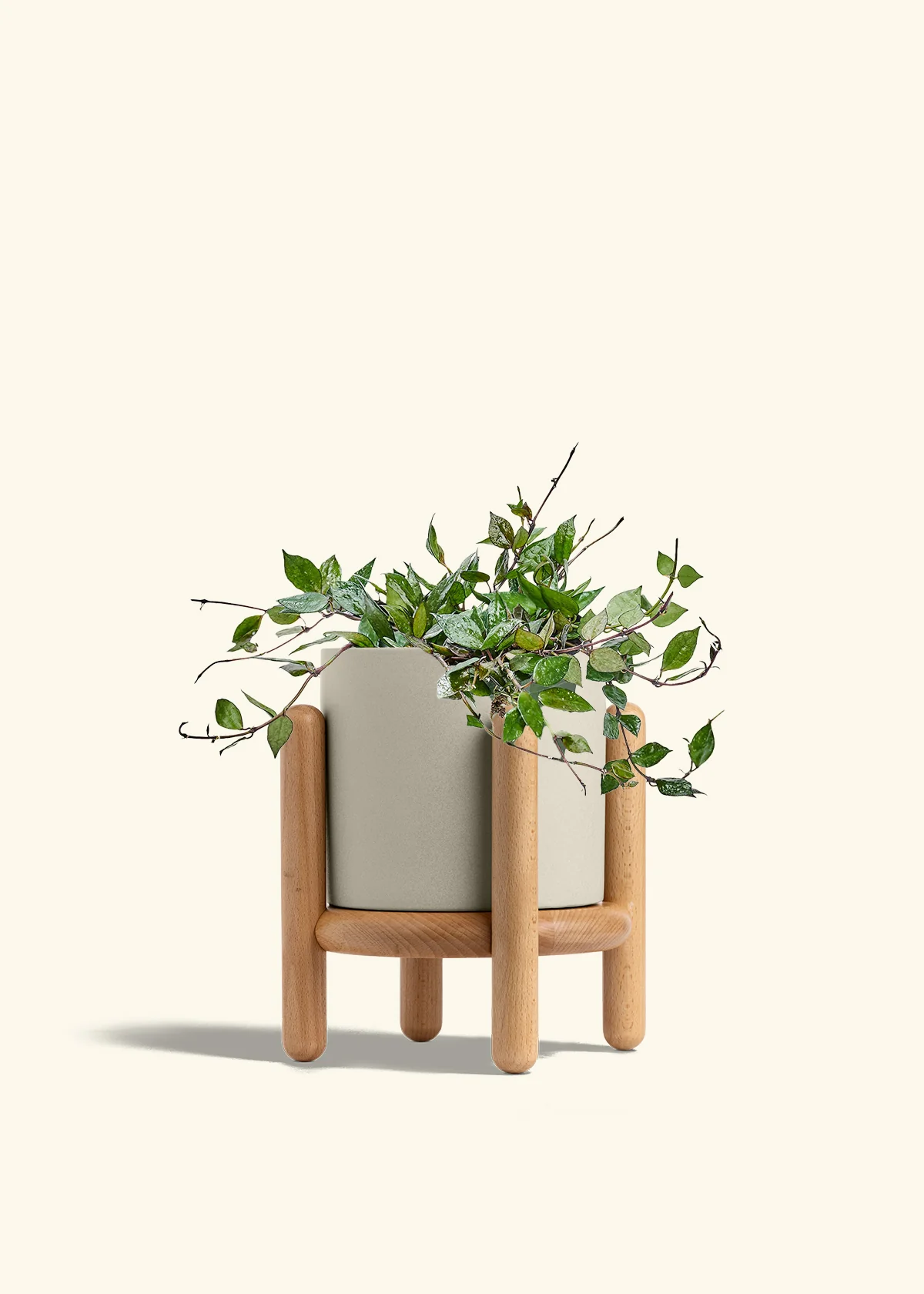 Hoya 'Black' - Image 68