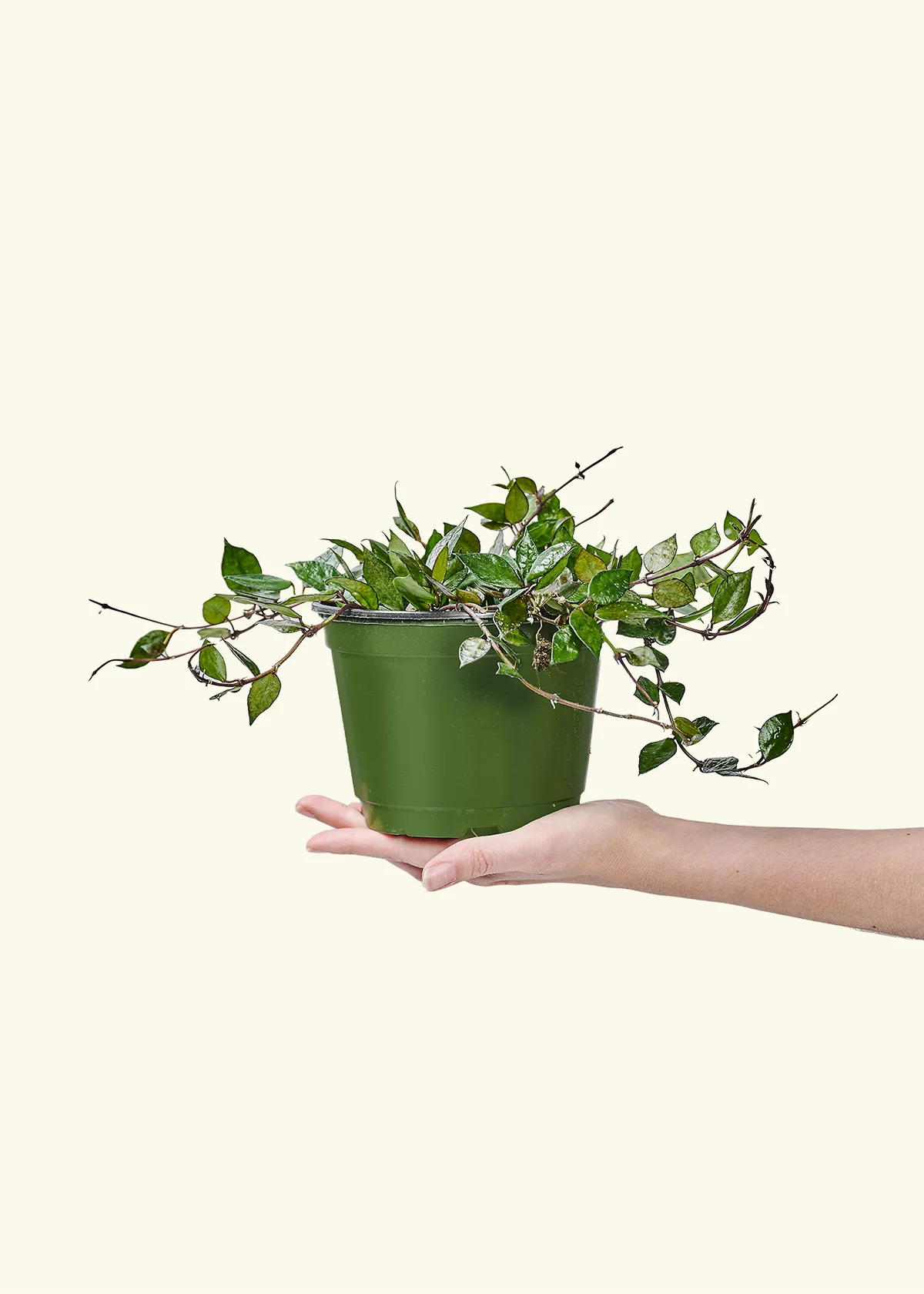 Hoya 'Black' - Image 69