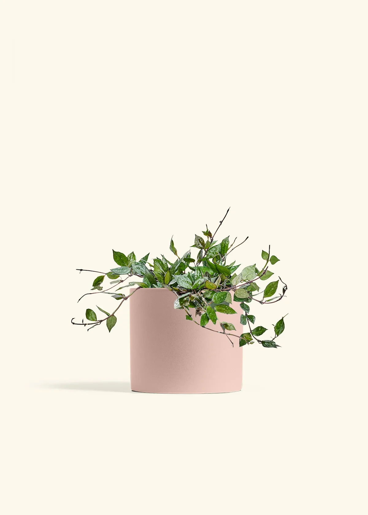 Hoya 'Black' - Image 71
