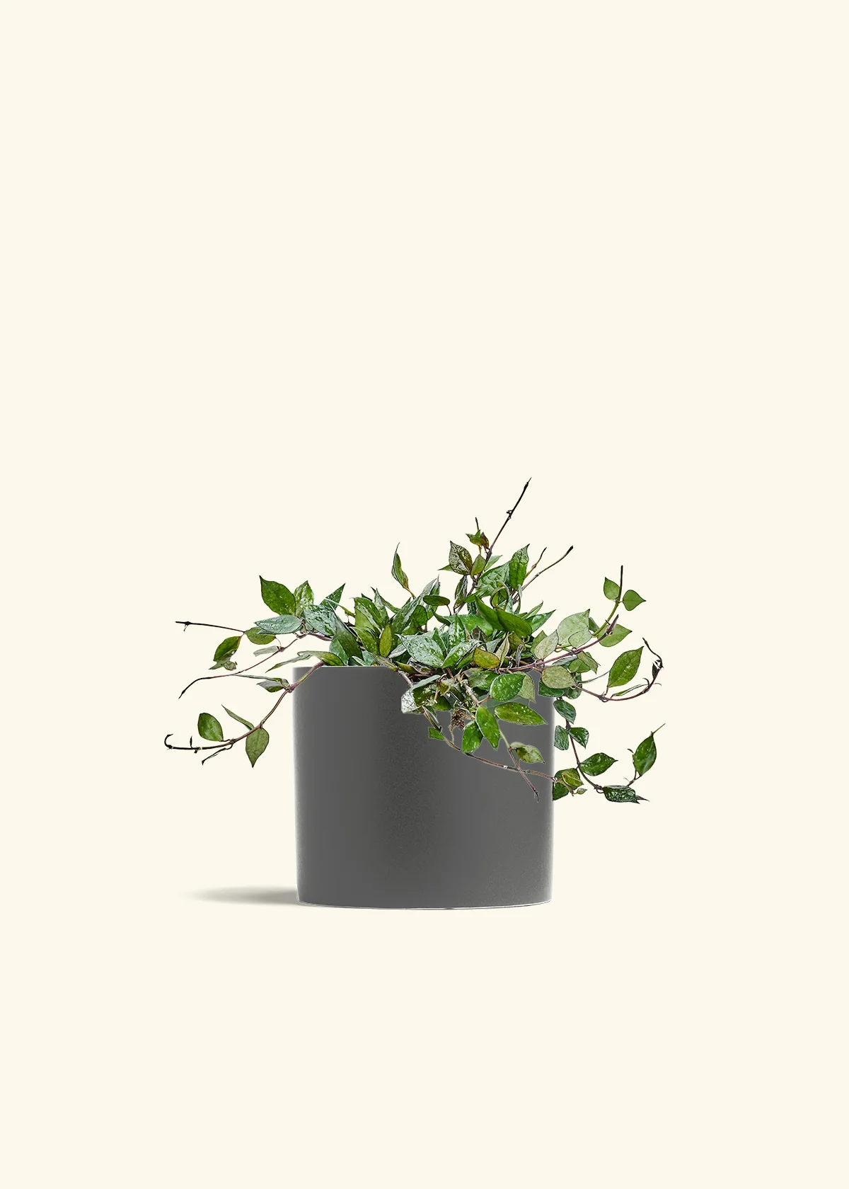Hoya 'Black' - Image 72