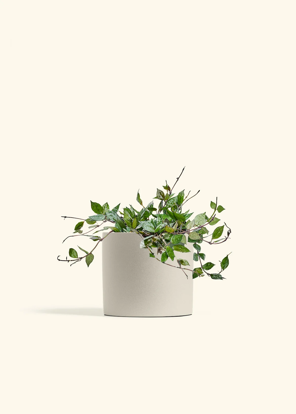 Hoya 'Black' - Image 73