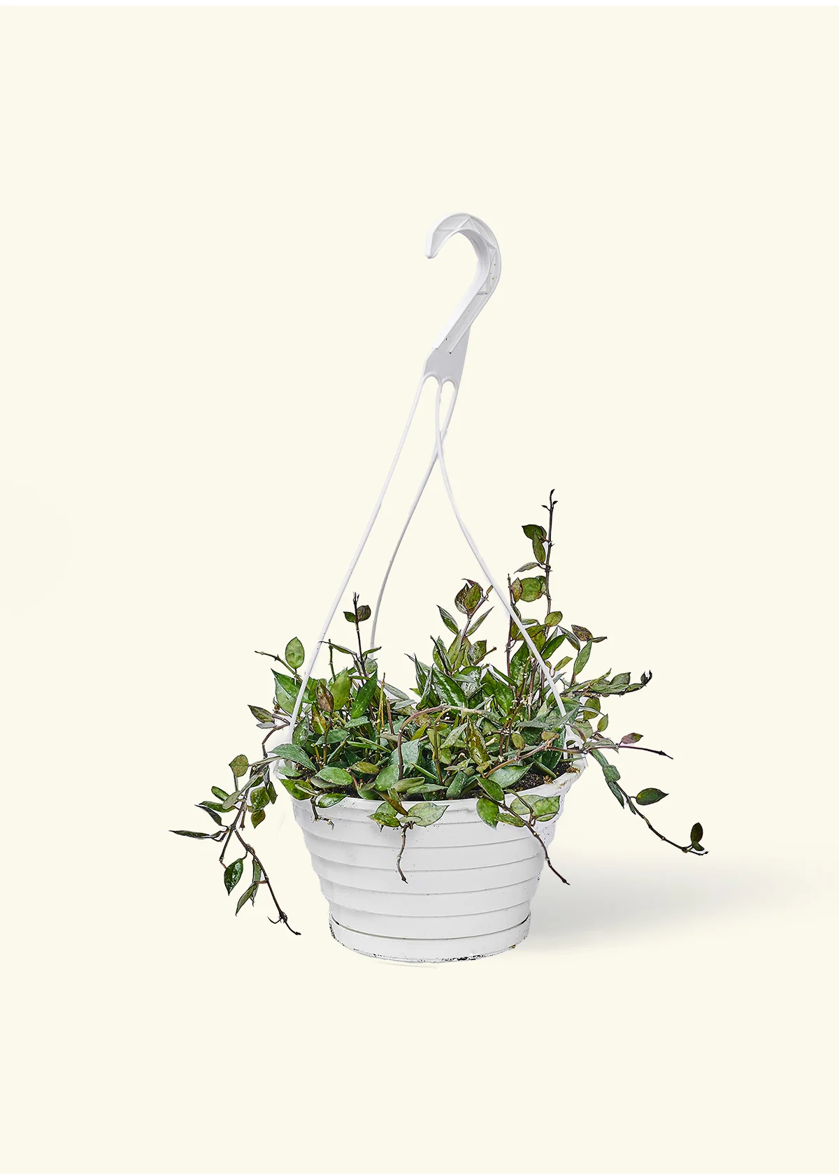 Hoya 'Black' - Image 74