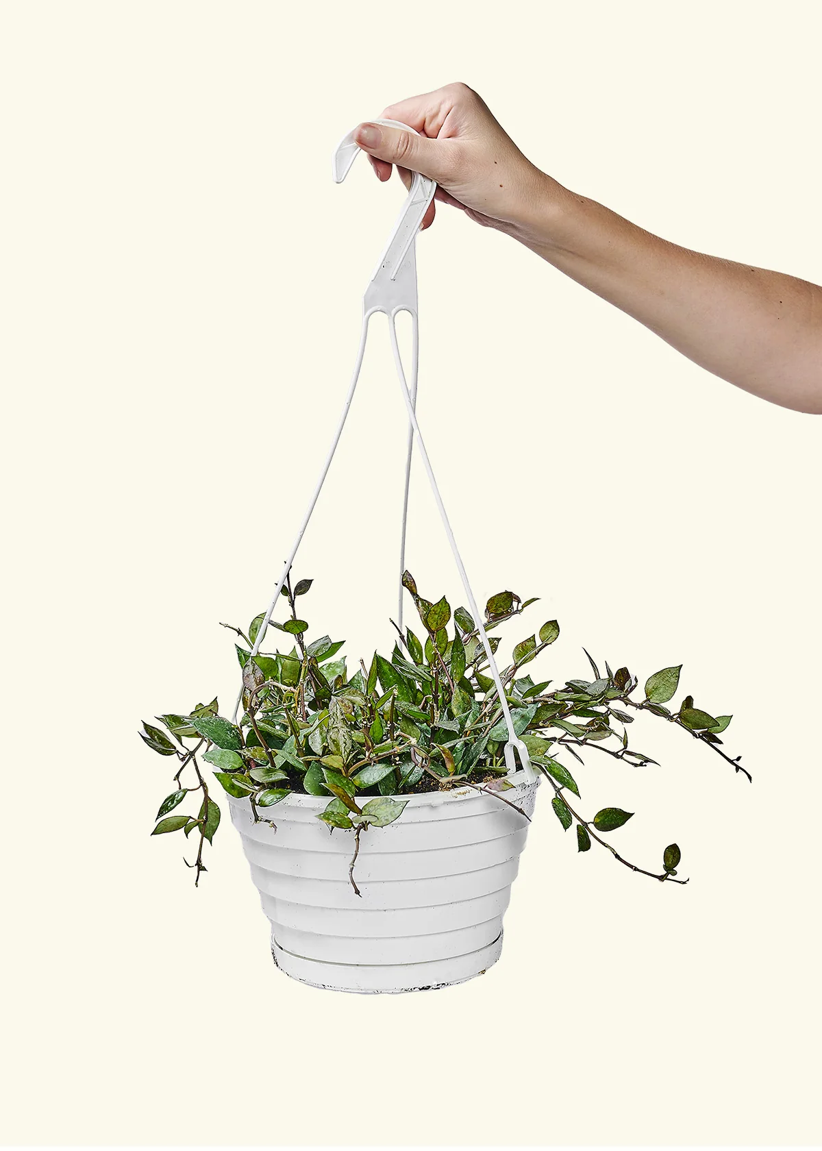 Hoya 'Black' - Image 75