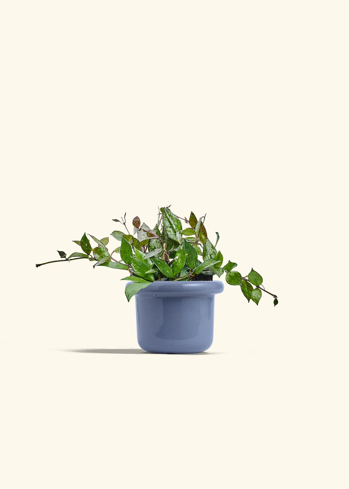 Hoya 'Black' - Image 8