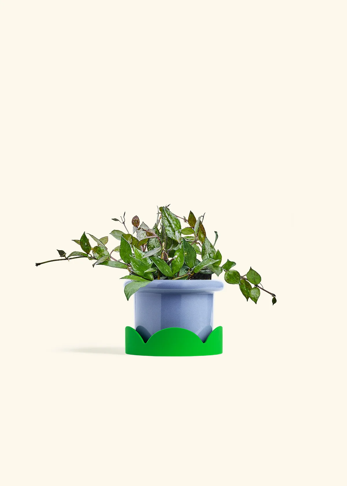 Hoya 'Black' - Image 9