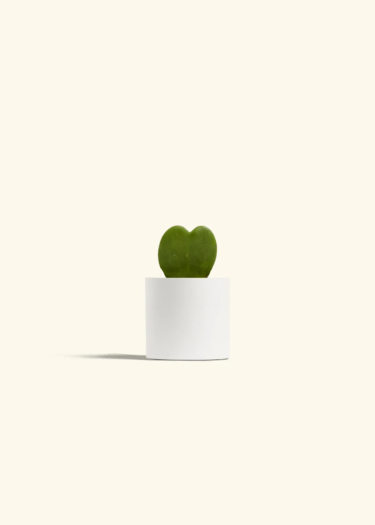 Hoya Heart Plant - Image 3