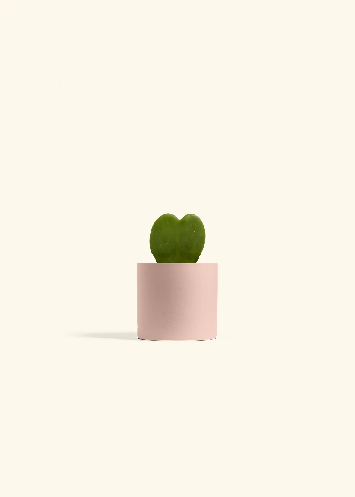 Hoya Heart Plant - Image 4