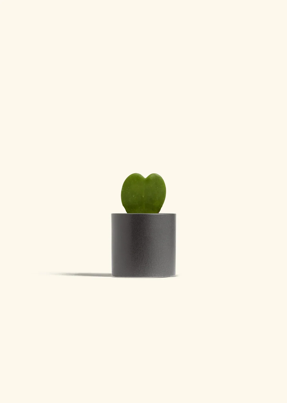 Hoya Heart Plant - Image 5