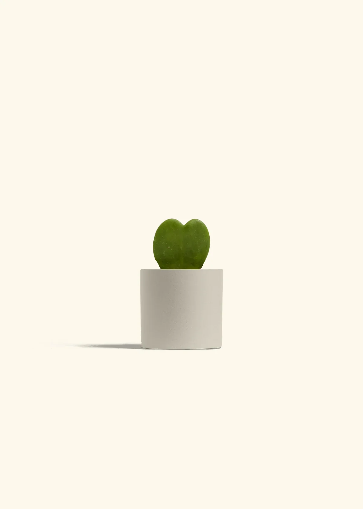 Hoya Heart Plant - Image 6