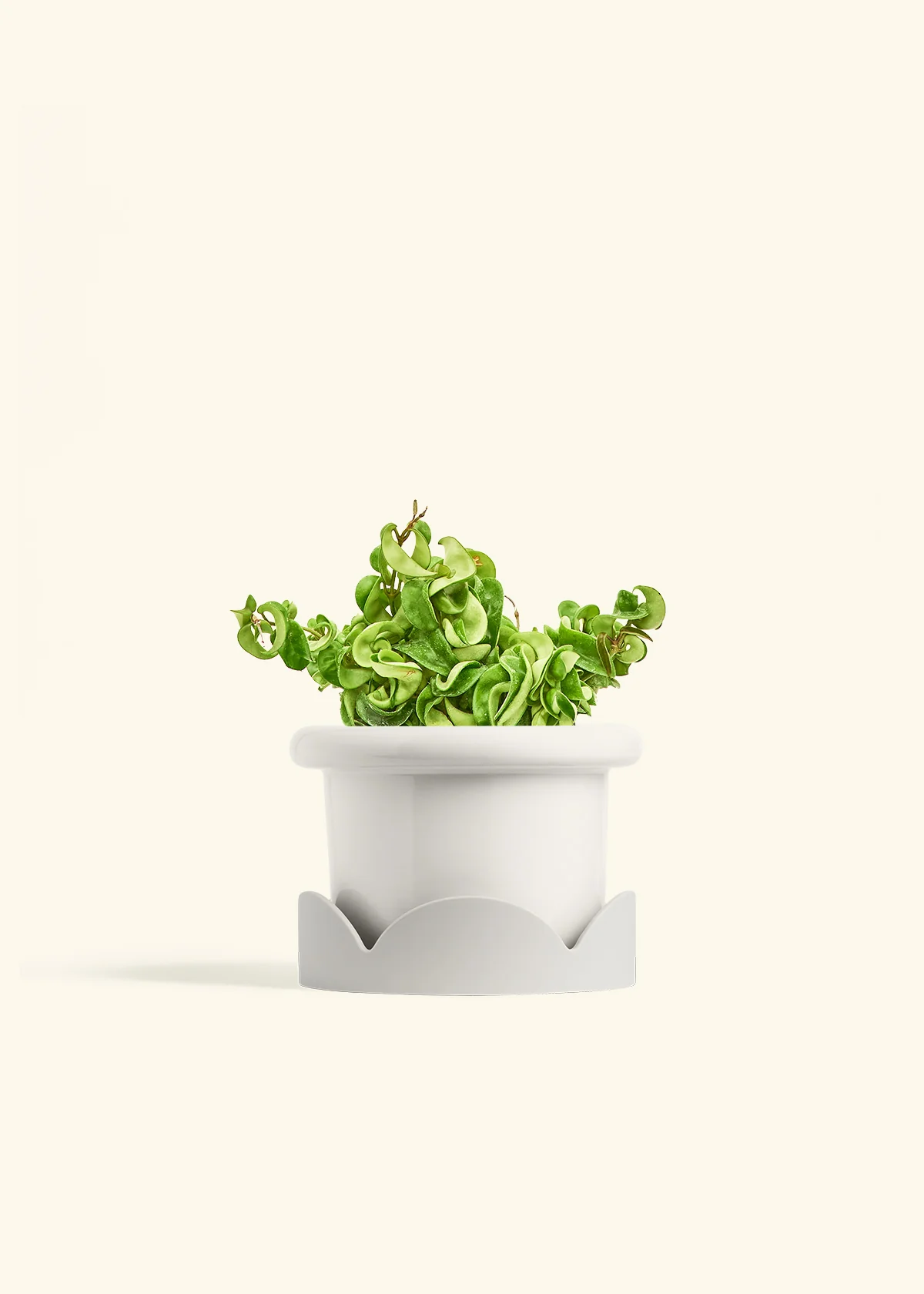 Hoya 'Rope' Plant - Image 11