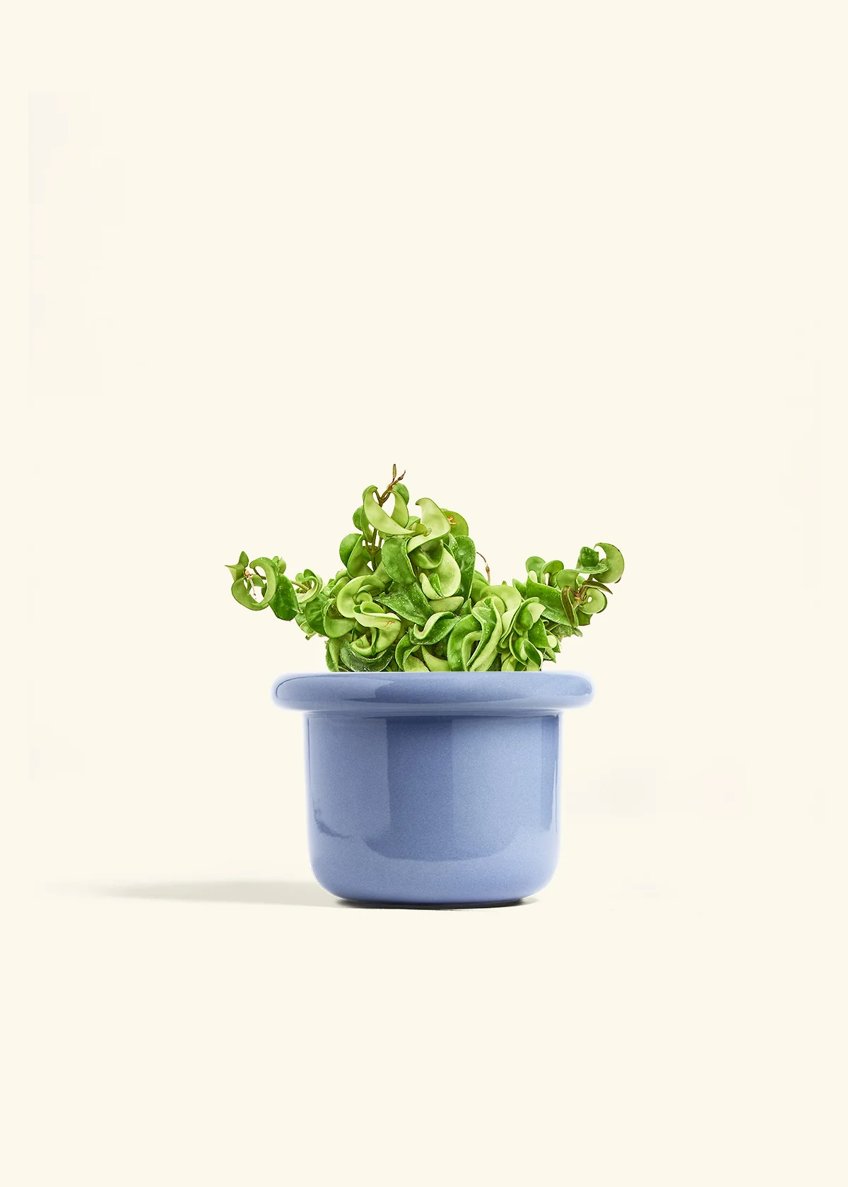 Hoya 'Rope' Plant - Image 13