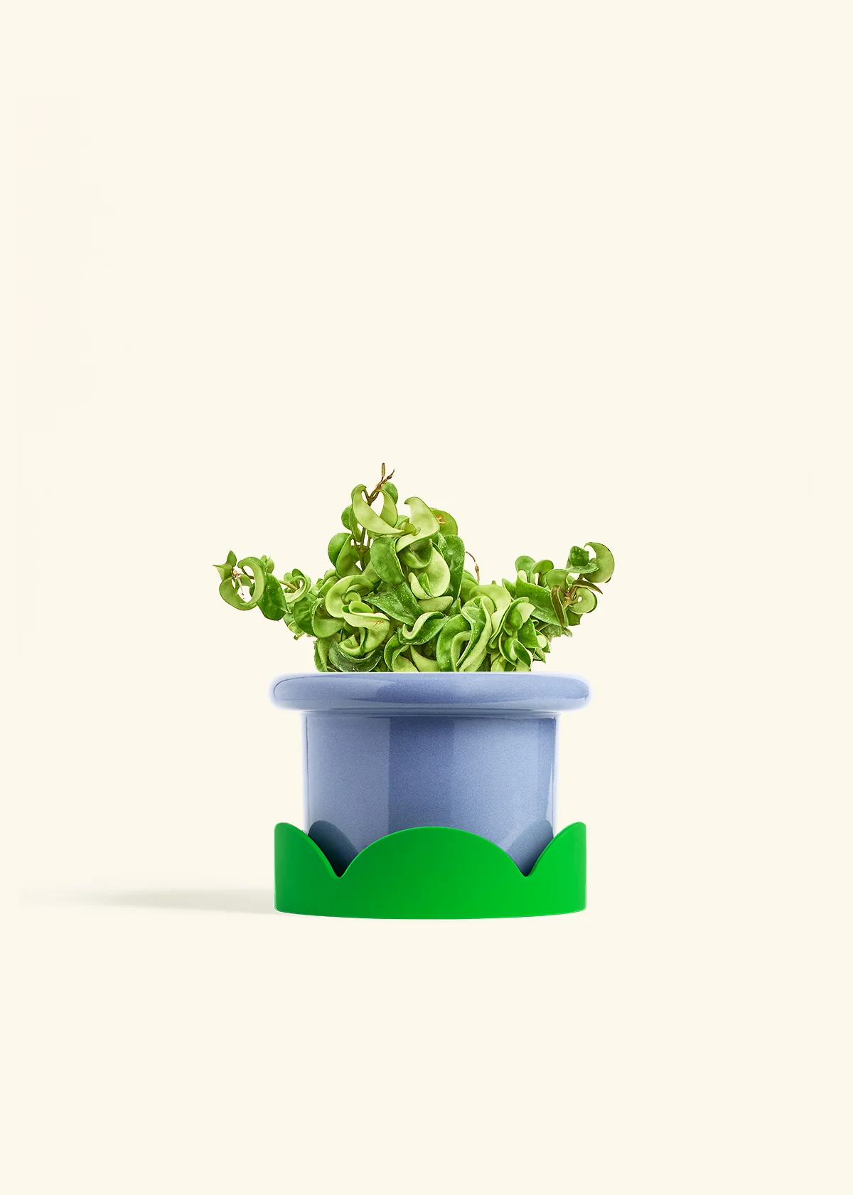 Hoya 'Rope' Plant - Image 14
