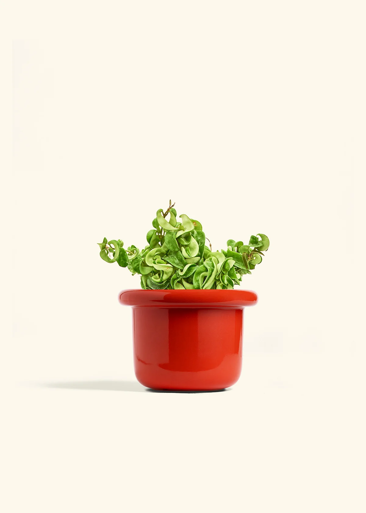 Hoya 'Rope' Plant - Image 17