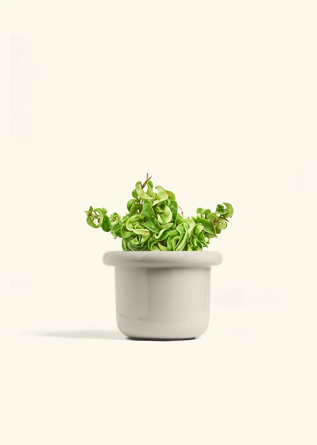 Hoya 'Rope' Plant - Image 21