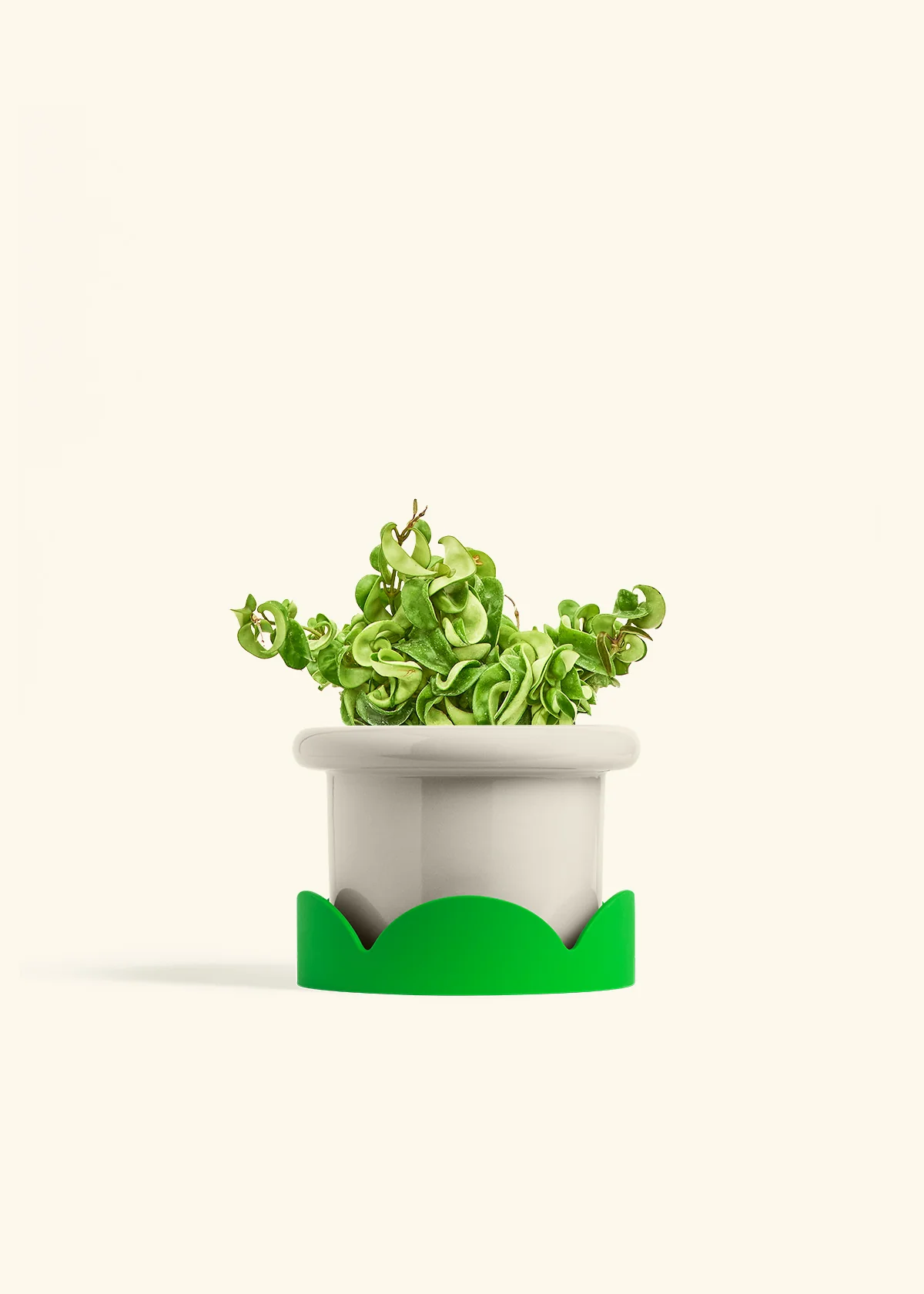 Hoya 'Rope' Plant - Image 22