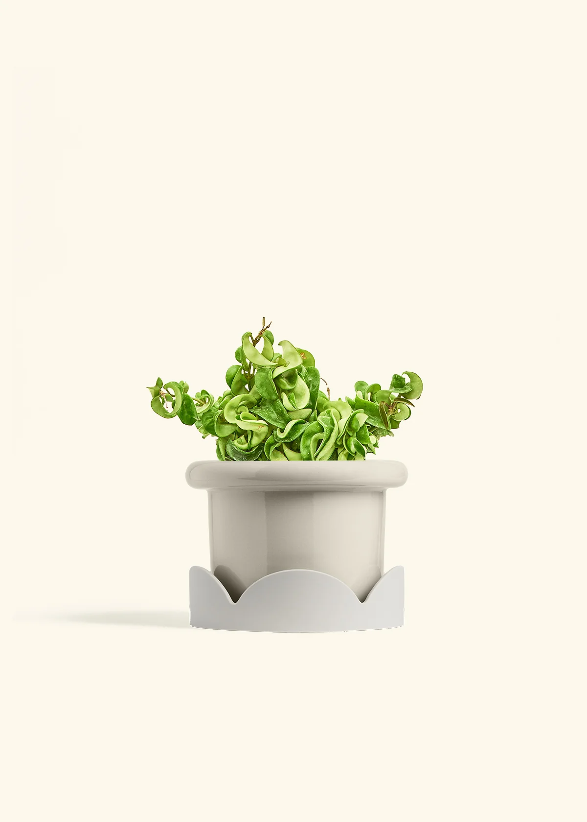 Hoya 'Rope' Plant - Image 23
