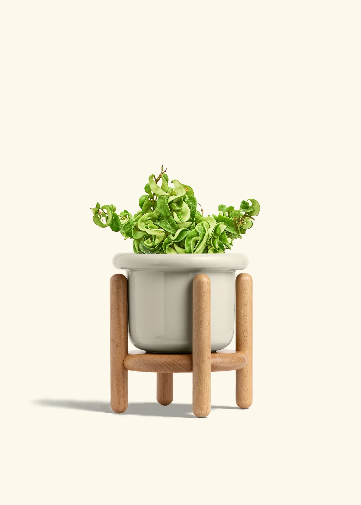 Hoya 'Rope' Plant - Image 24