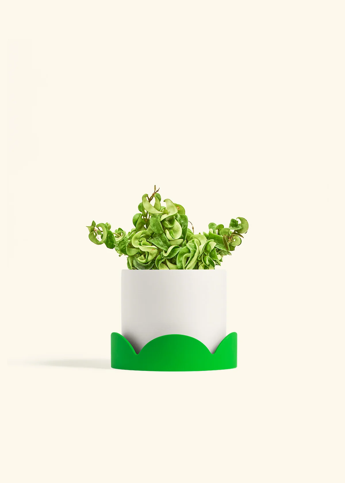 Hoya 'Rope' Plant - Image 25