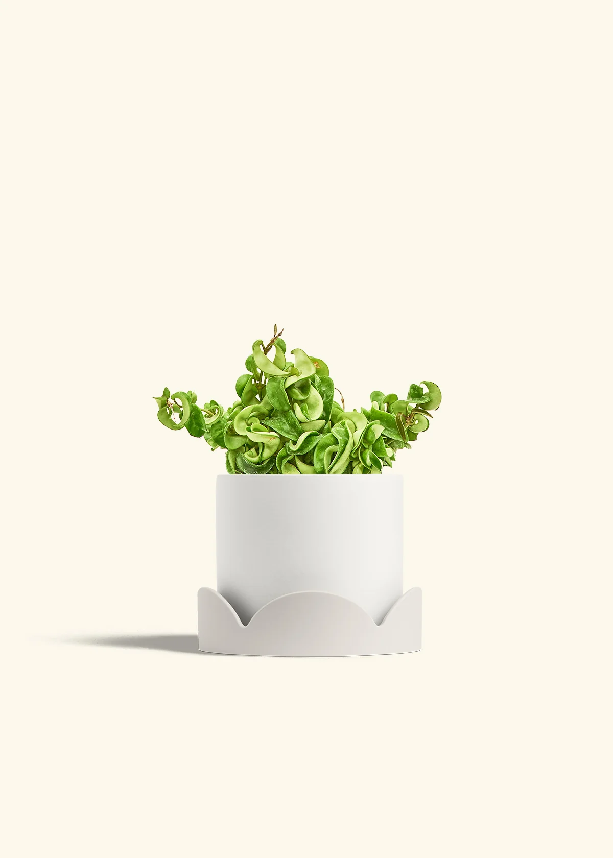 Hoya 'Rope' Plant - Image 26