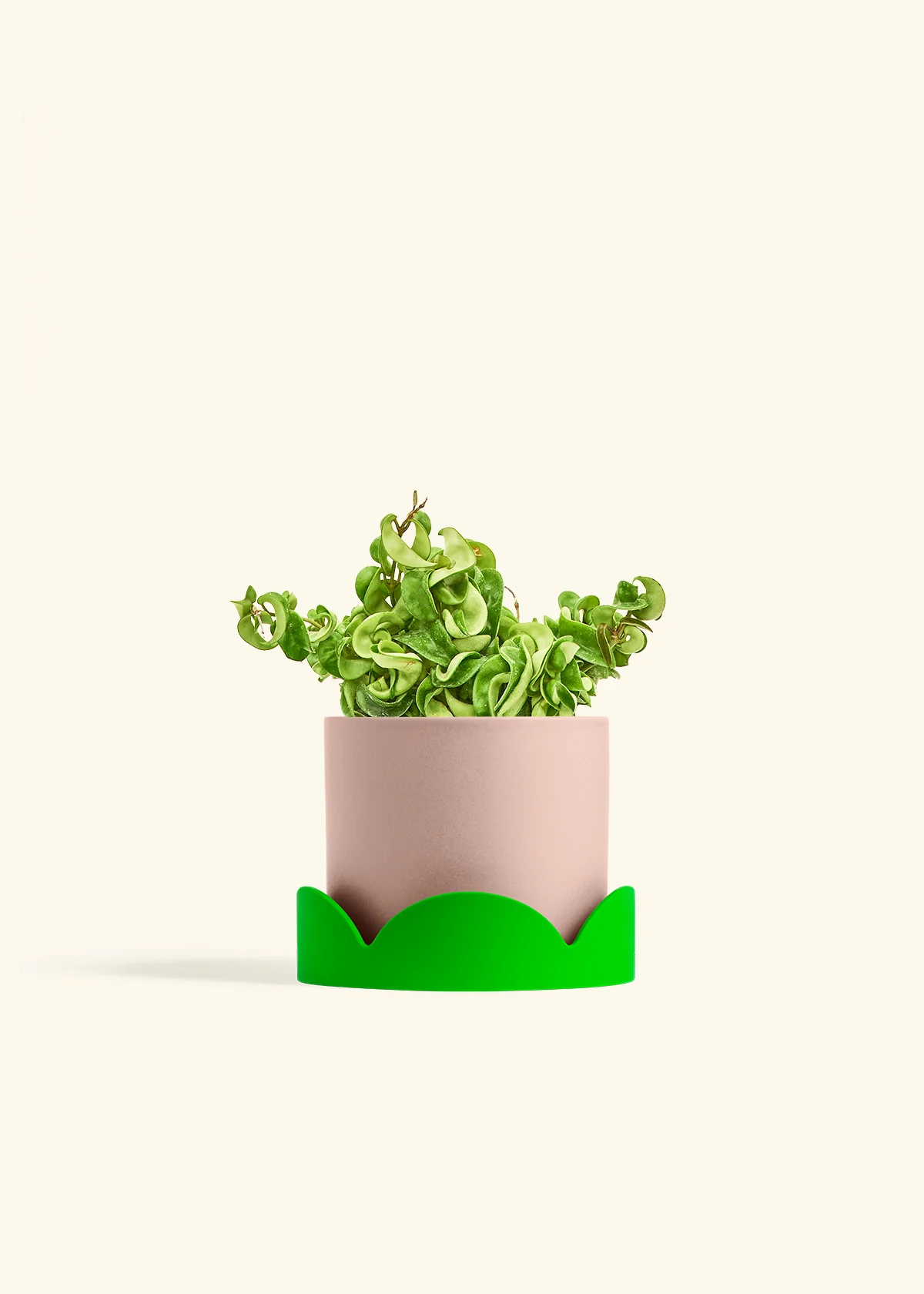 Hoya 'Rope' Plant - Image 28