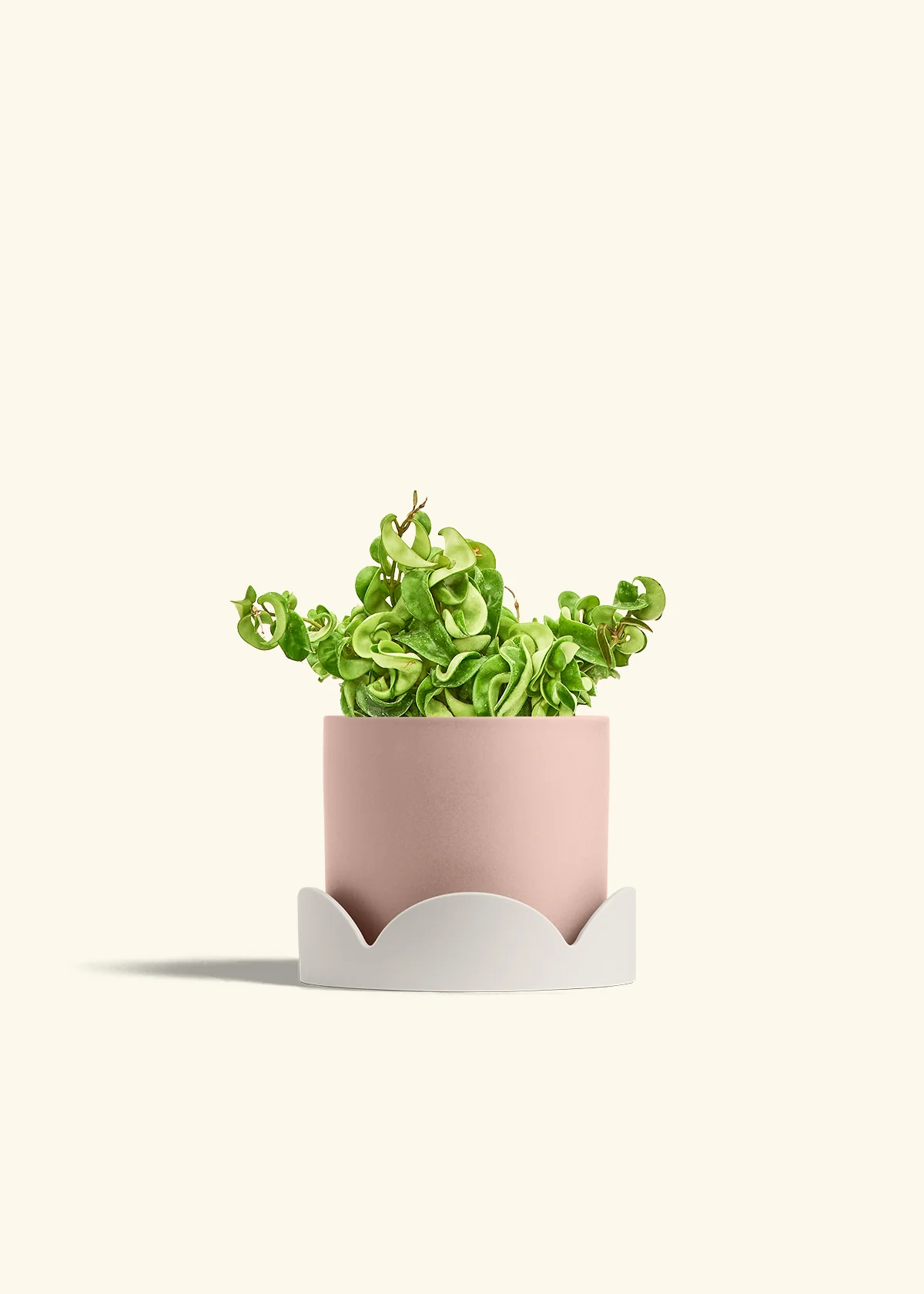 Hoya 'Rope' Plant - Image 29