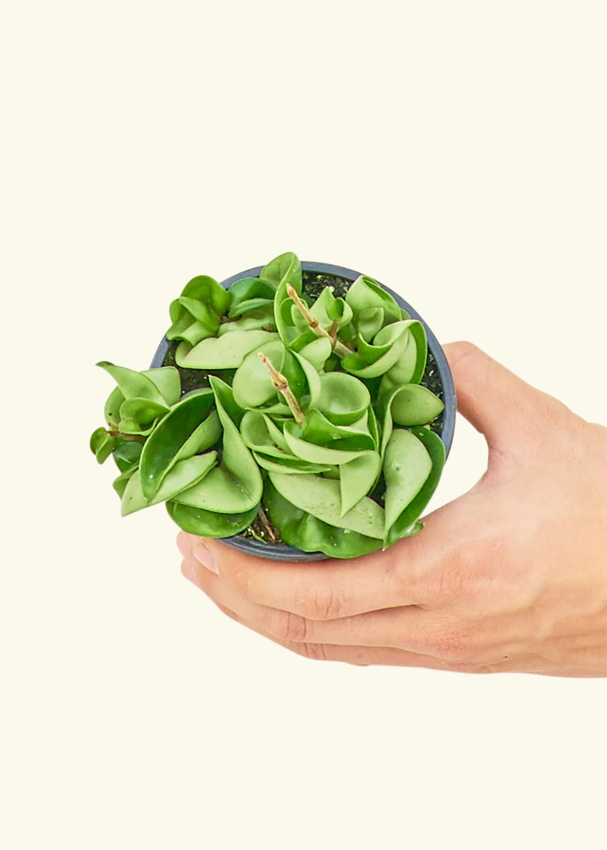Hoya 'Rope' Plant - Image 3