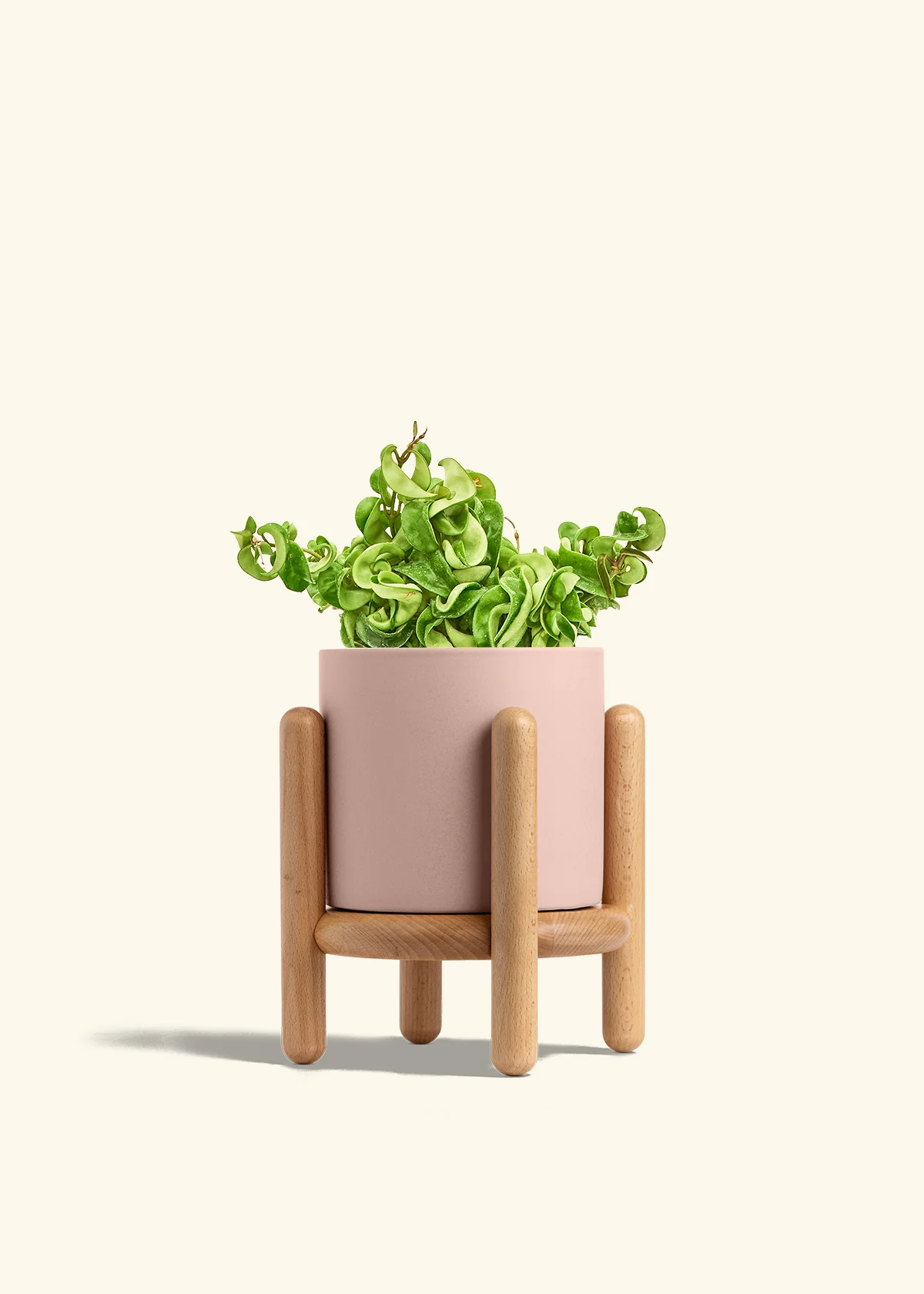Hoya 'Rope' Plant - Image 30