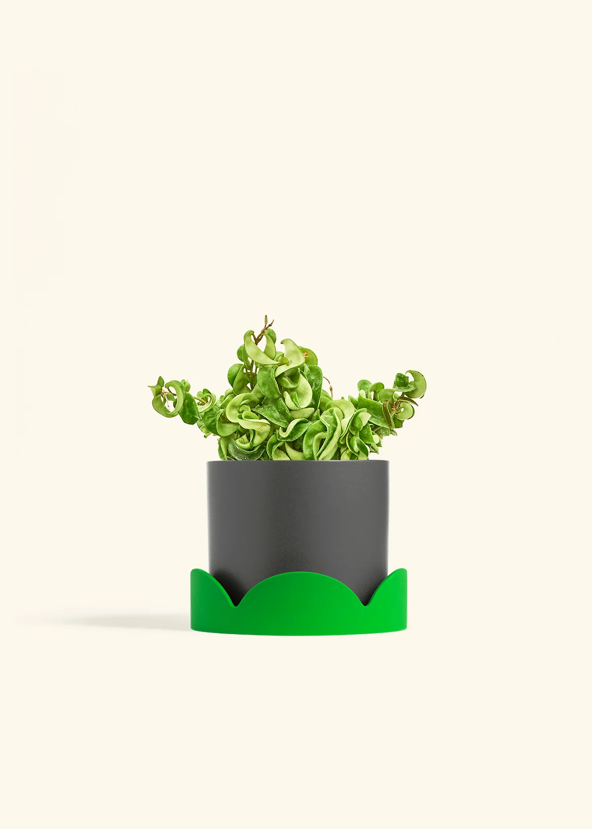 Hoya 'Rope' Plant - Image 31