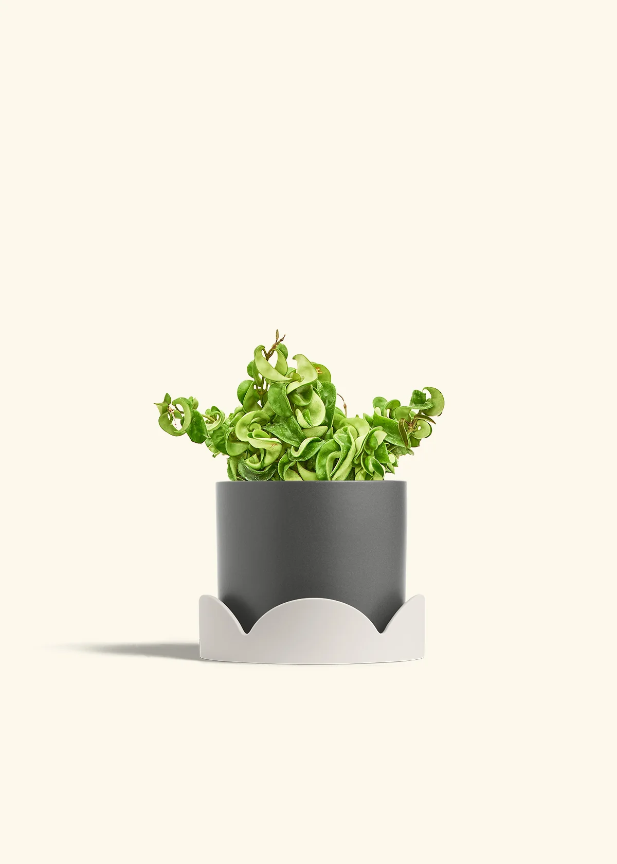 Hoya 'Rope' Plant - Image 32
