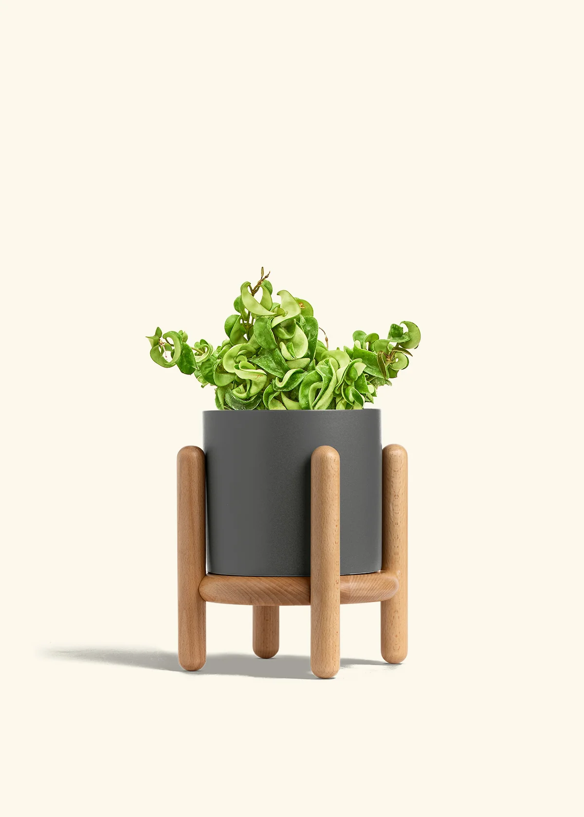 Hoya 'Rope' Plant - Image 33