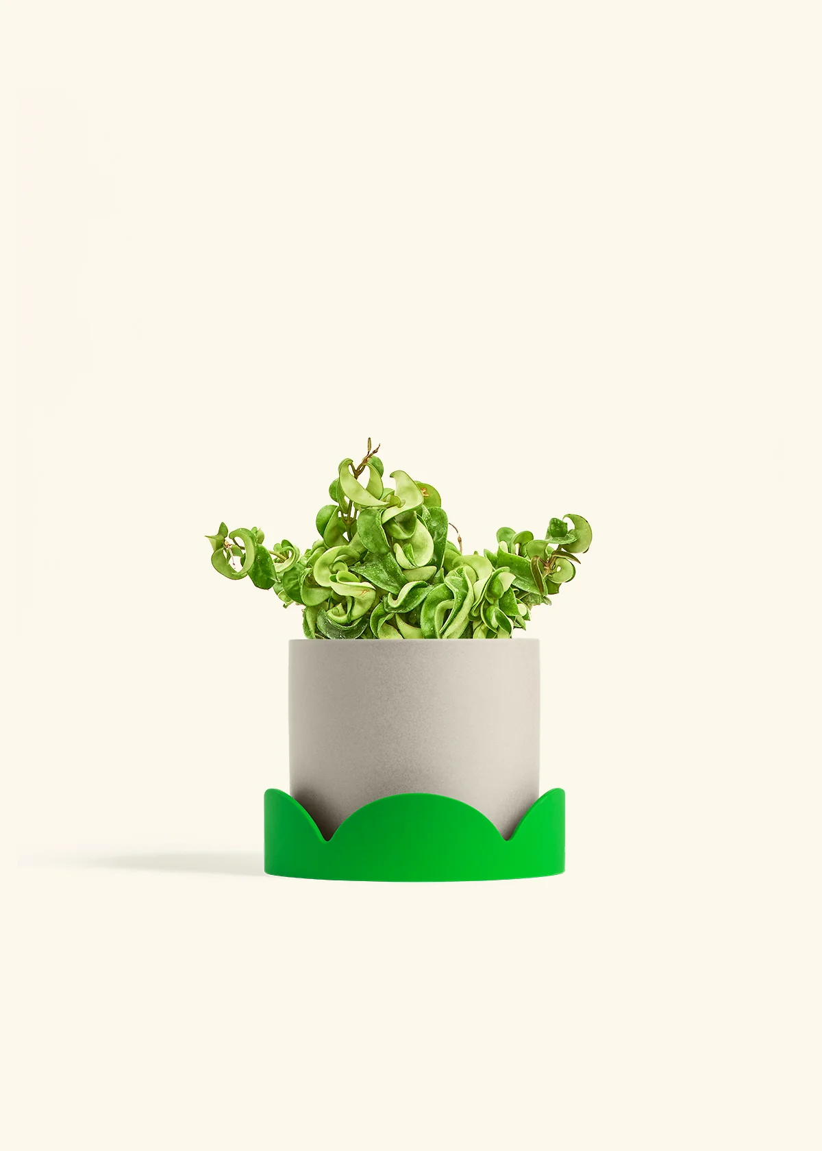 Hoya 'Rope' Plant - Image 34