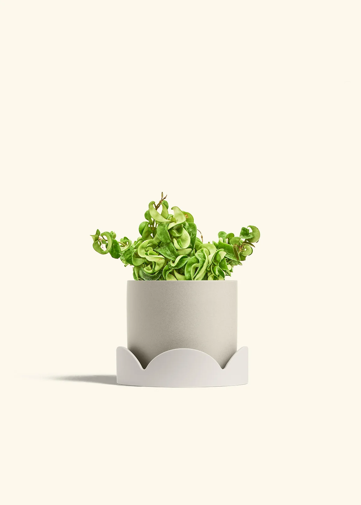 Hoya 'Rope' Plant - Image 35