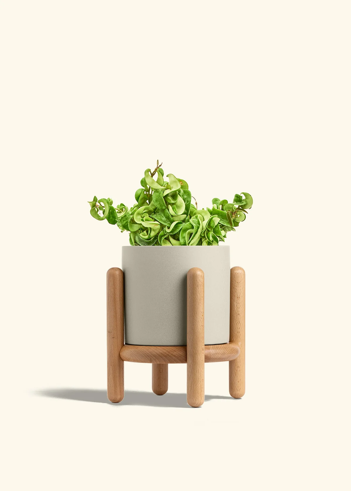 Hoya 'Rope' Plant - Image 36