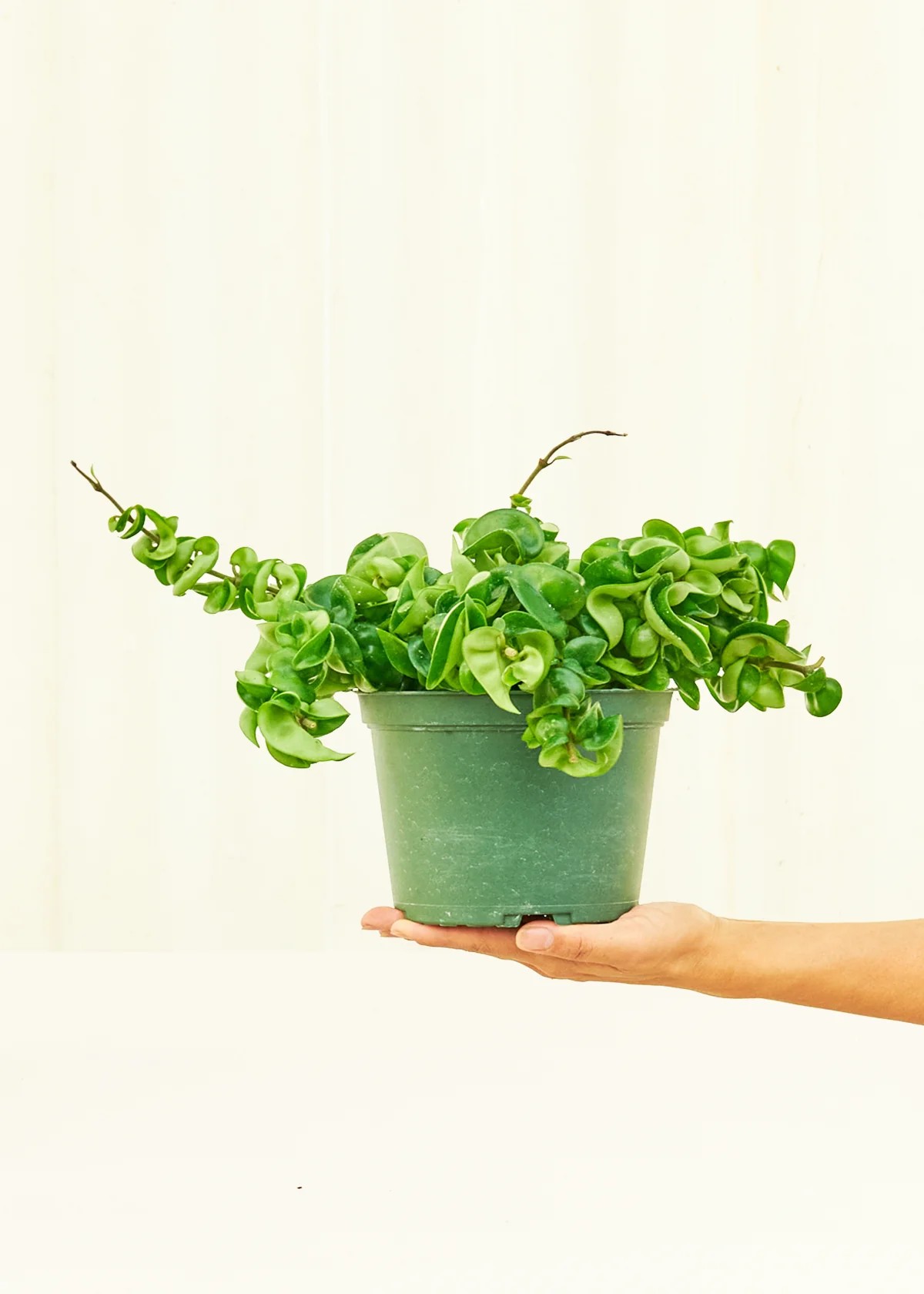 Hoya 'Rope' Plant - Image 37