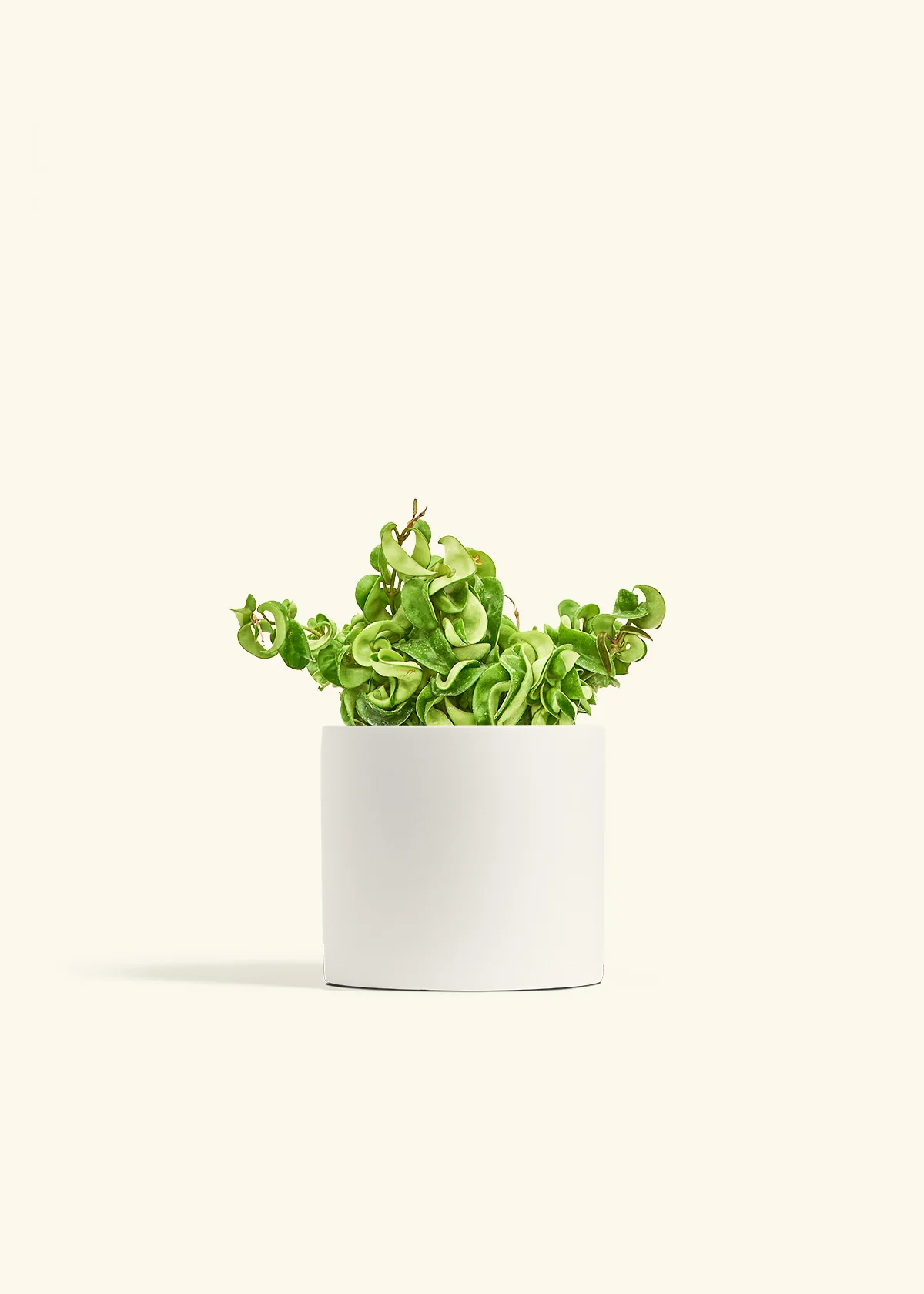 Hoya 'Rope' Plant - Image 38