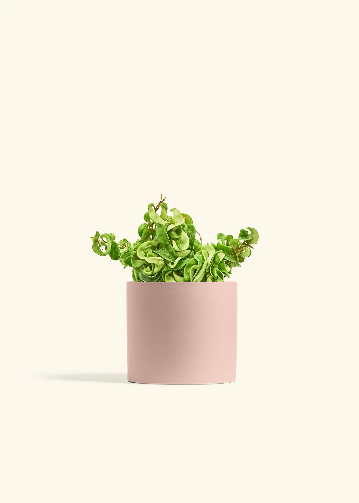 Hoya 'Rope' Plant - Image 39