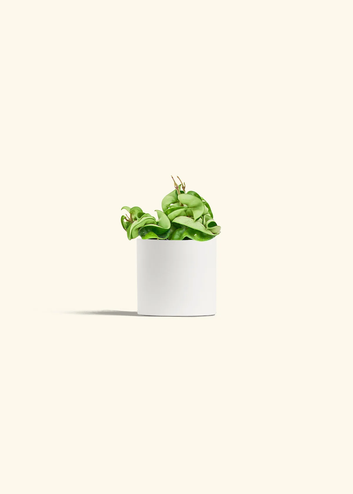 Hoya 'Rope' Plant - Image 4