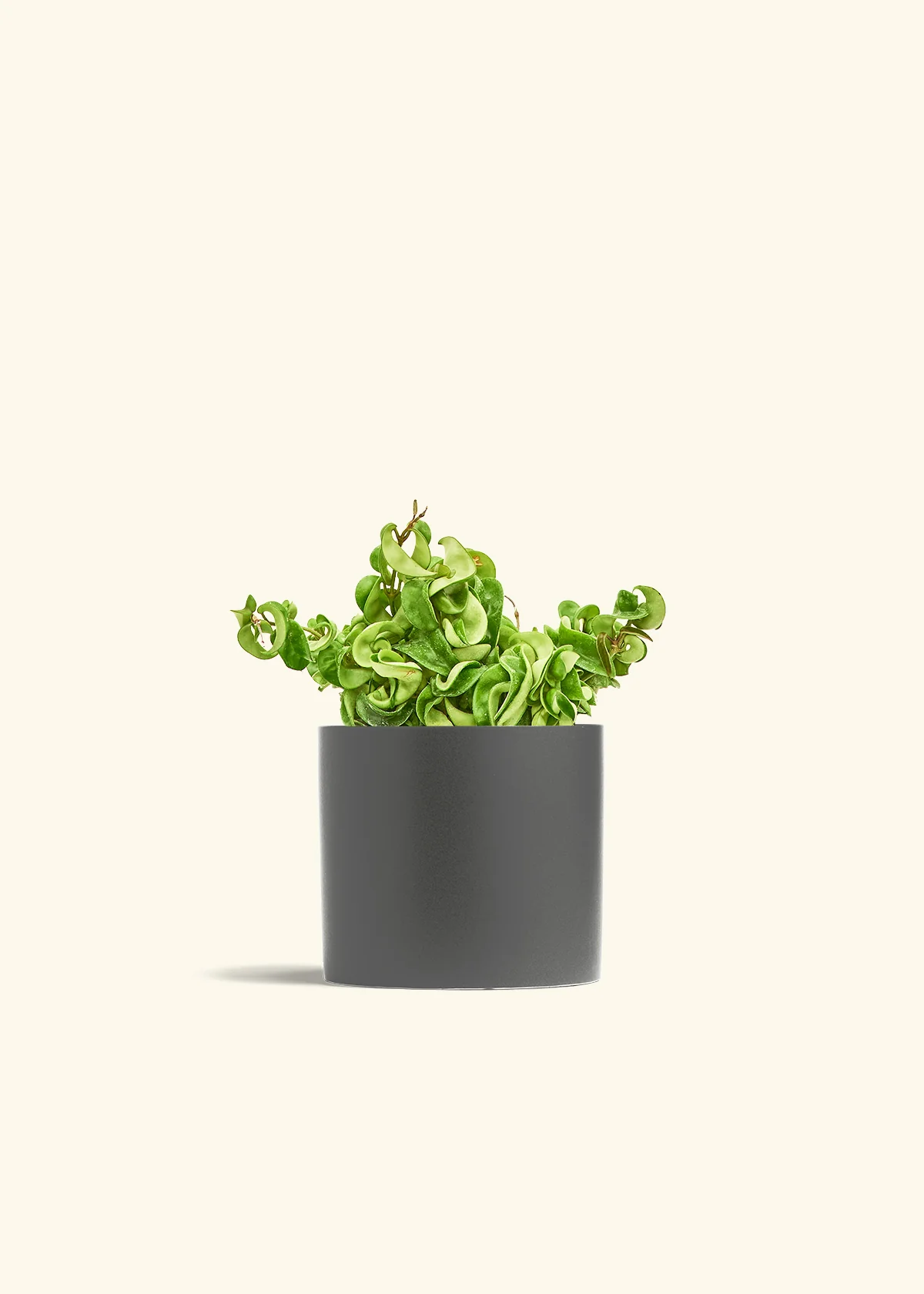 Hoya 'Rope' Plant - Image 40
