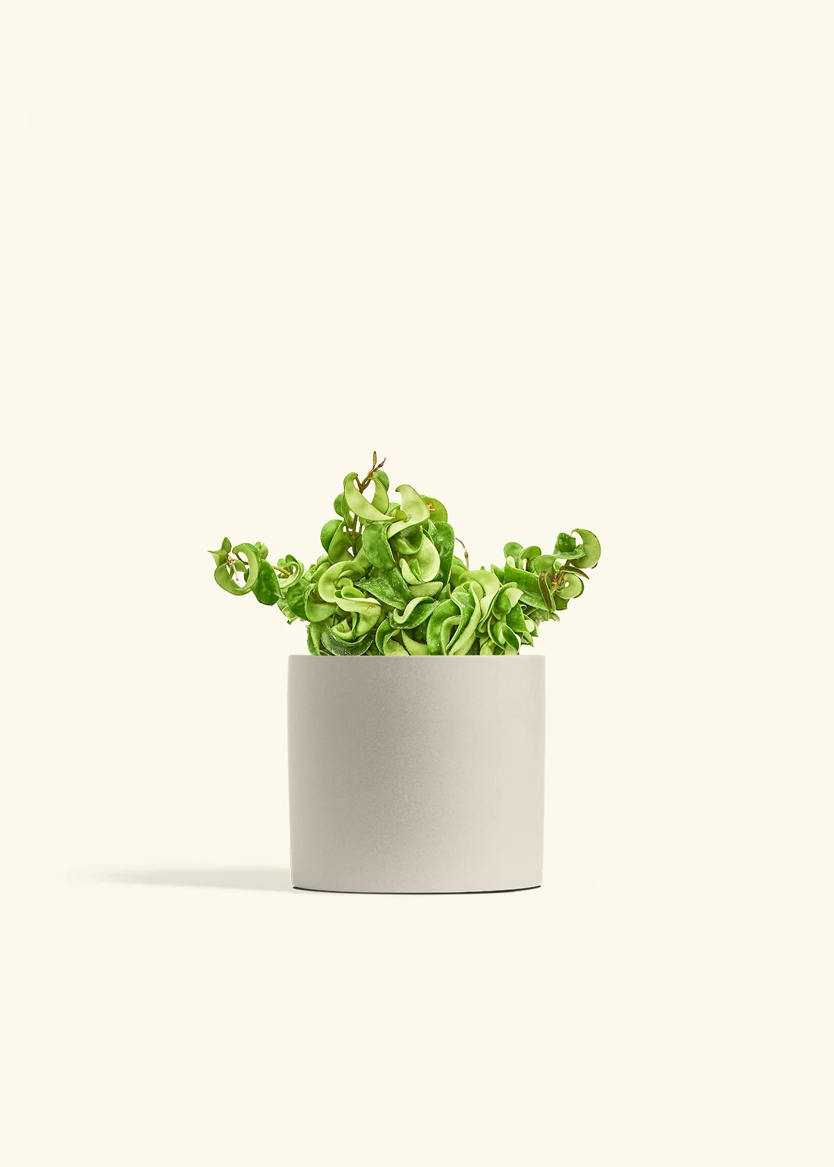 Hoya 'Rope' Plant - Image 41