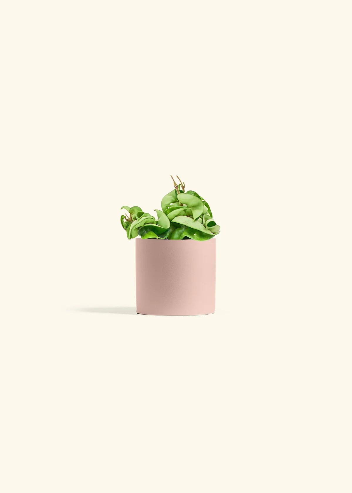 Hoya 'Rope' Plant - Image 5