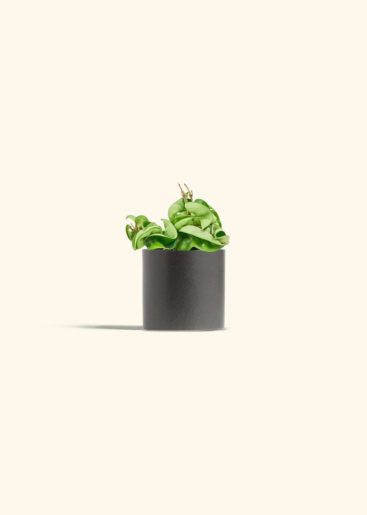 Hoya 'Rope' Plant - Image 6