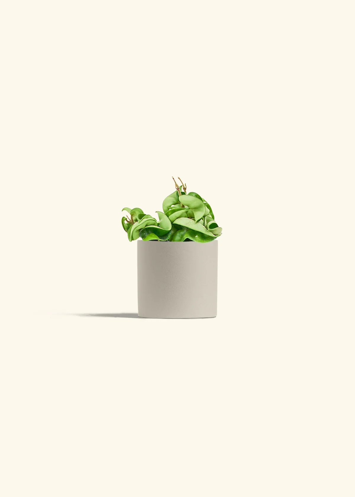 Hoya 'Rope' Plant - Image 7