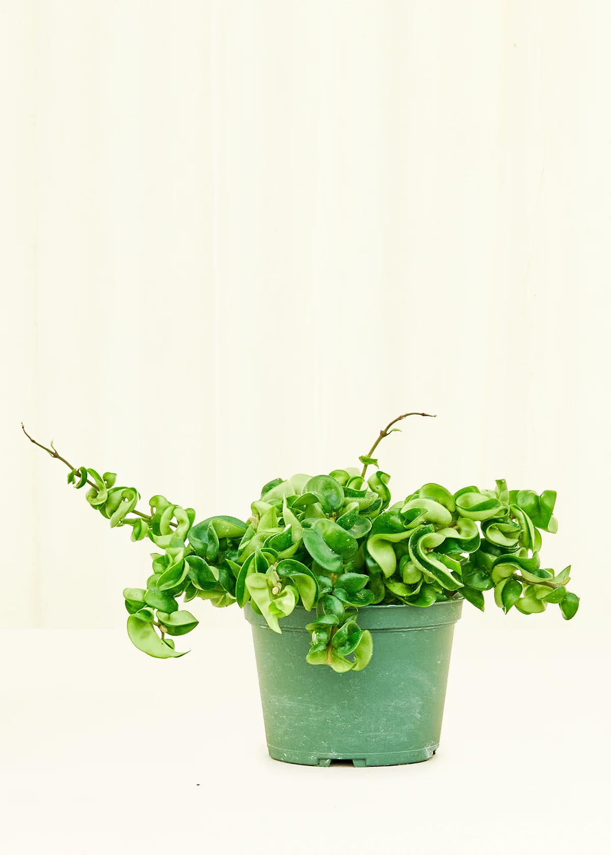 Hoya 'Rope' Plant - Image 8