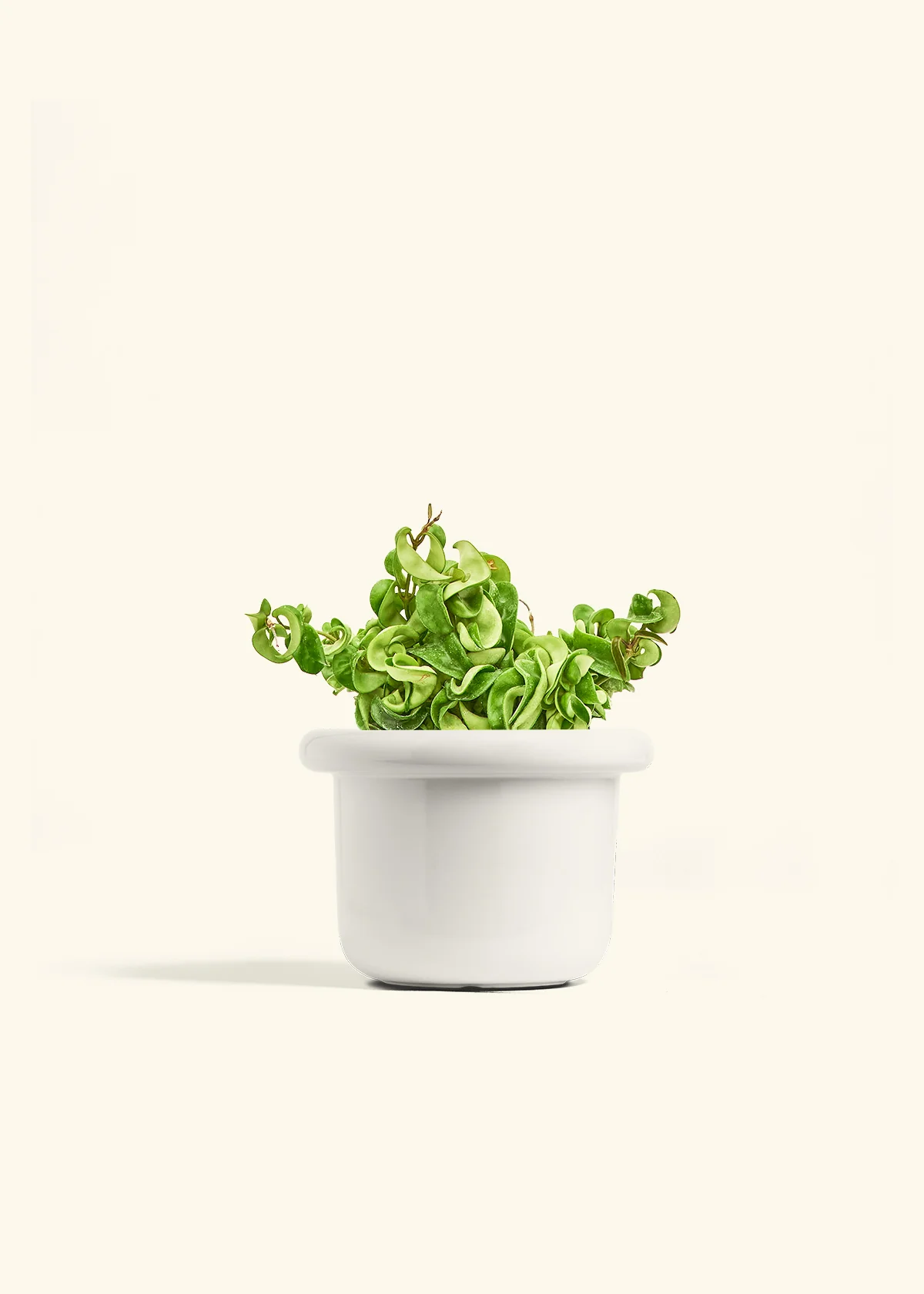 Hoya 'Rope' Plant - Image 9