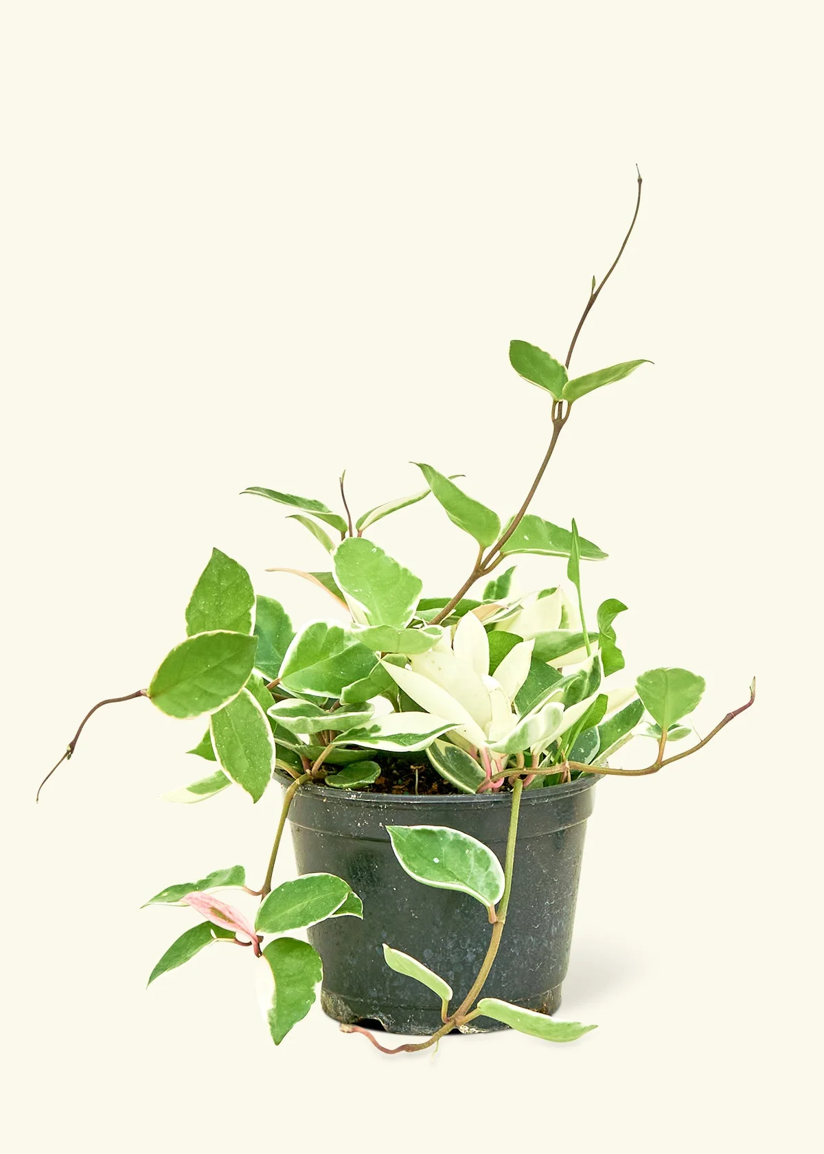 Hoya Krimson Queen - Image 7